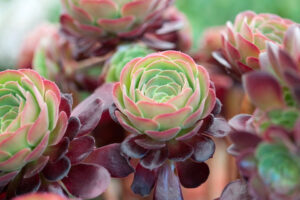 Aeonium