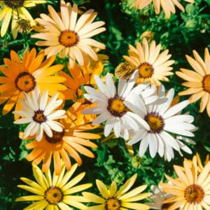 African Daisy