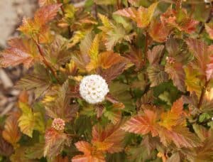 Amber Jubilee Ninebark