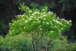 American Elderberry