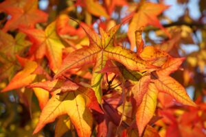 American Sweetgum