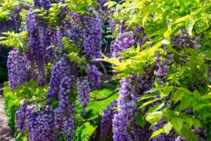 American Wisteria