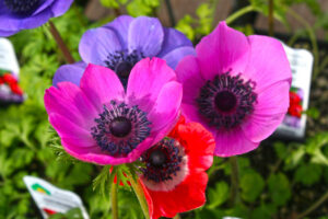 Anemone (Windflower)