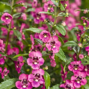 Angelonia