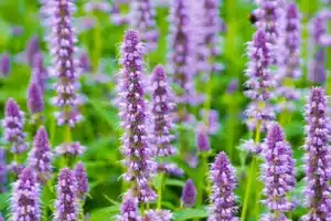 Anise Hyssop