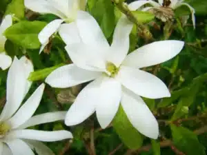 Anise Magnolia