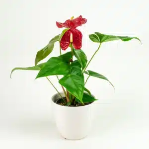 Anthurium