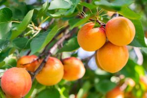 Apricot Plant (Apricot Tree)