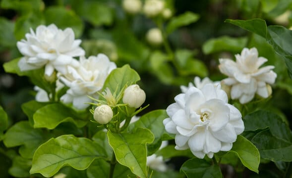 Arabian Jasmine (Jasminum sambac)