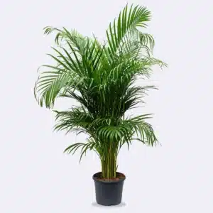 Areca Palm