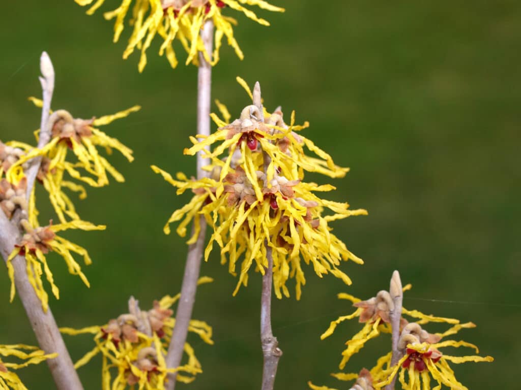 Arnold Promise Witch Hazel