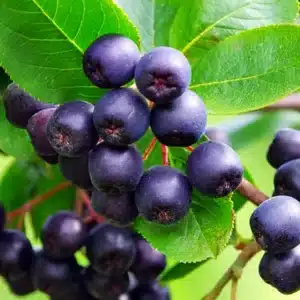 Aronia (Black Chokeberry)