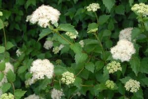 Arrowwood Viburnum