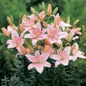 Asiatic Lily Montreux