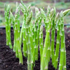 Asparagus