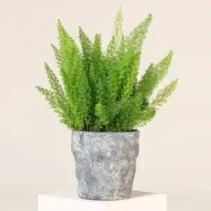Asparagus Fern