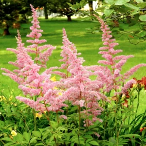 Astilbe
