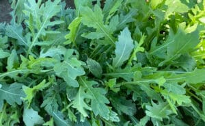Athena Arugula