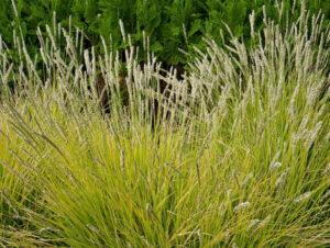Autumn Moor Grass (Sesleria autumnalis)