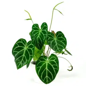 Crystal Anthurium