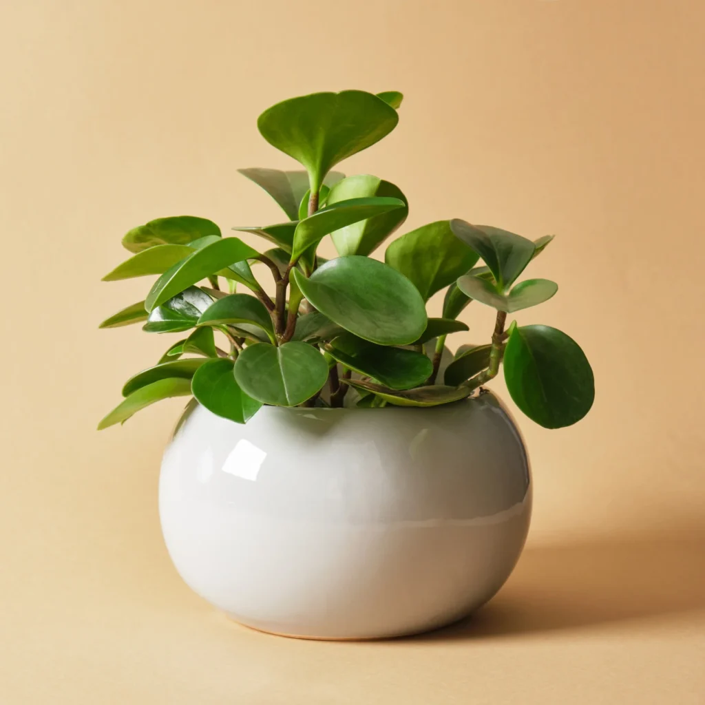 Peperomia plant (baby rubber plant)