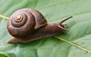 Slug & Snail