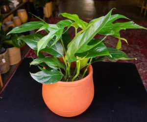 Baltic Blue Pothos