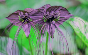 Bat Flower