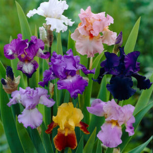 Bearded iris