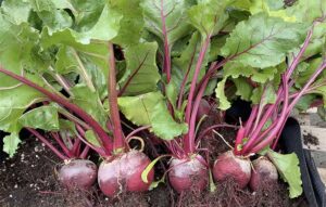 Beets (Beta vulgaris)