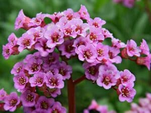 Bergenie 'Rotblum' - Bergenia cordifolia 'Rotblum'