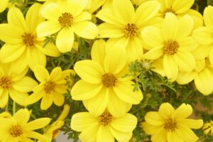 Bidens