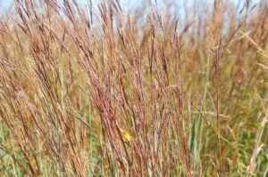 Big Bluestem