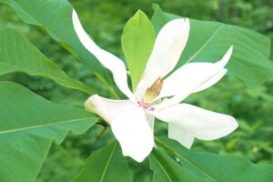 Bigleaf Magnolia