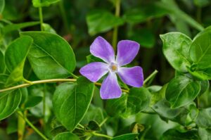 Bigleaf Periwinkle