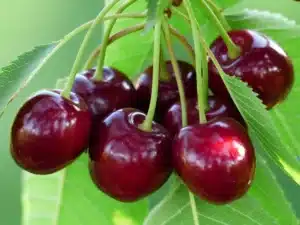 Bing Cherry Tree