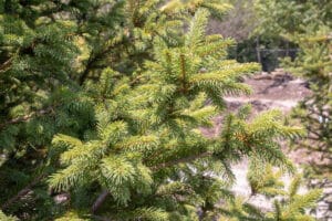 Black Hills Spruce