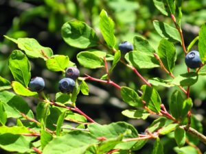 Black Huckleberry