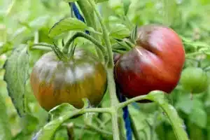 Black Krim Tomato
