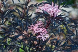 Black Lace Elderberry