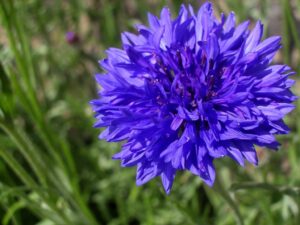 Cornflower