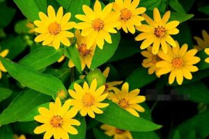 Melampodium, butter daisy, black foot daisy