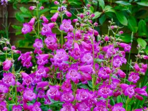 Penstemon (Beardtongue)