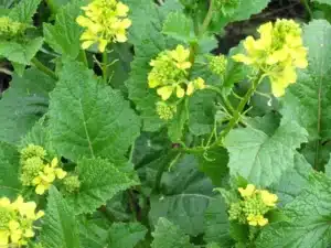 Black Mustard