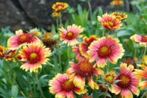 Blanket Flower