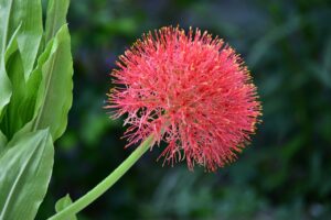 Blood Lily Flower Plant