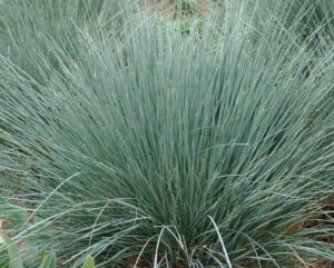 Blue Oat Grass