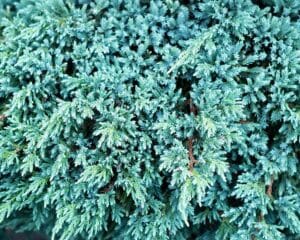 Blue Rug Juniper