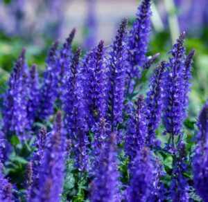 Blue Salvia