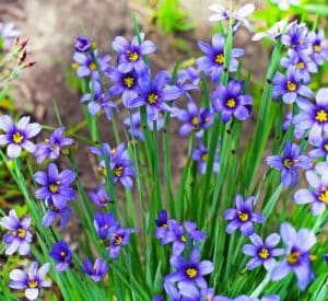 Blue-eyed grass (Sisyrinchium angustifolium)